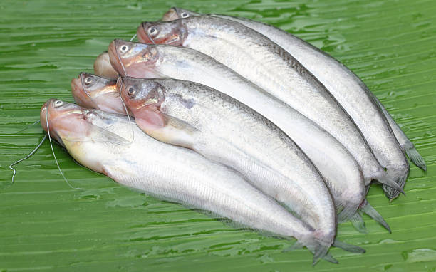 Pabda Fish