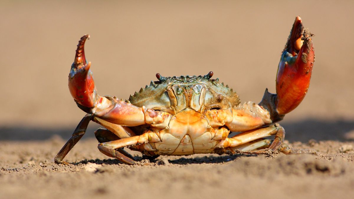 Crab