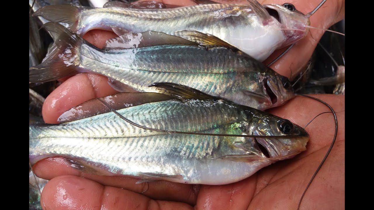 Gulsha/Tengra Fish
