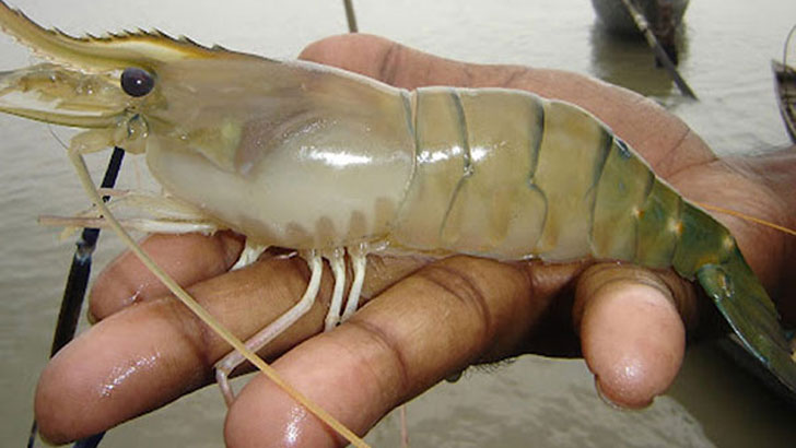 Bagda Prawn