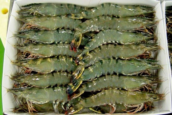 Galda Prawn